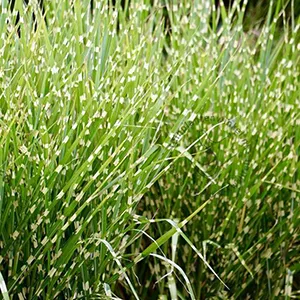 Miscanthus sin. Zebrinus