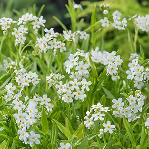 Myosotis palustris Alba