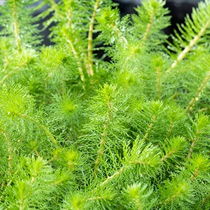 Myriophyllum crispata.jpg
