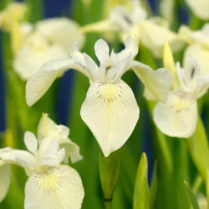 Iris pseudac. Alba