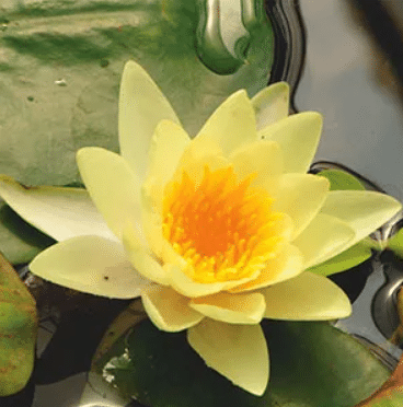 Nymphaea ‘Yellow Sensation’