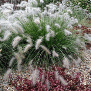 Pennisetum Hameln