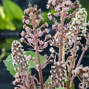 Petasites hybridus