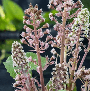 Petasites hybridus