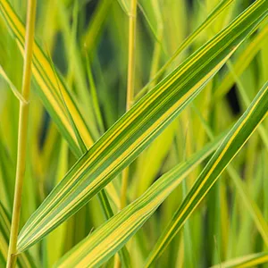 Phragmites australis Variegatus