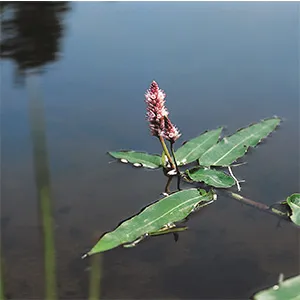 Polygonum ampfibium