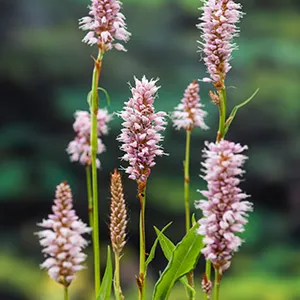 Polygonum bistorta