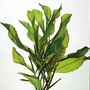 Potamogeton lucens