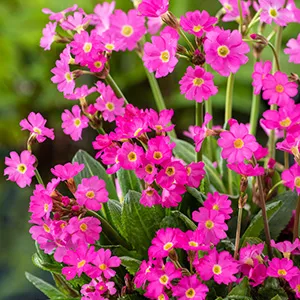 Primula rosea