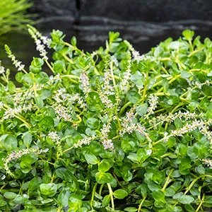 Rotala rotundifolia Green