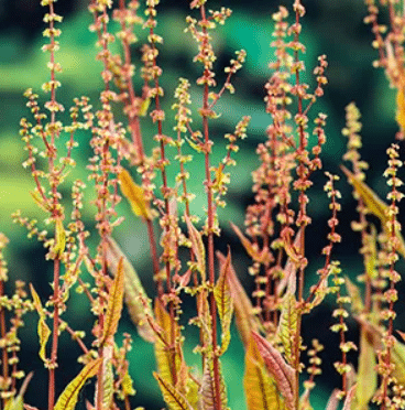 Rumex sanguineus