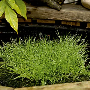 Scirpus isolepsis