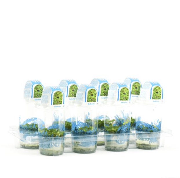 Salvinia natans 2 Salvinia natans 2