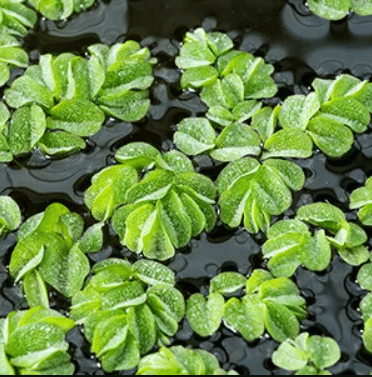 Salvinia natans