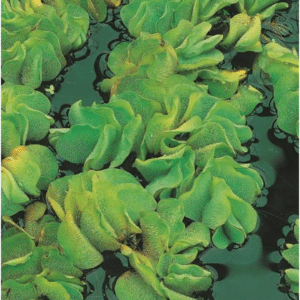 Salvinia natans1