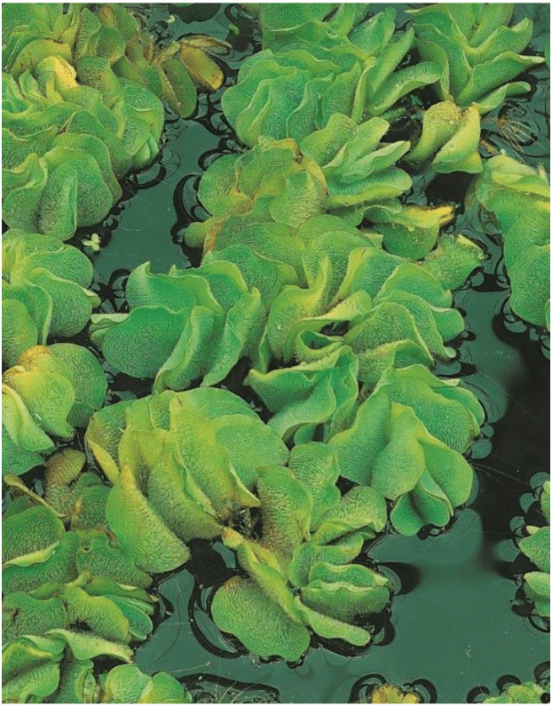 Salvinia natans1
