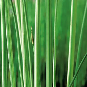 Schoenoplectus lac. Albescens