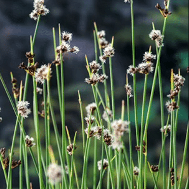 Scirpus lacustris