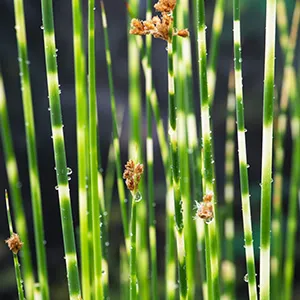 Schoenoplectus tabern. Zebrinus
