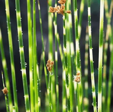 Scirpus tabermont ‘Zebrinus’