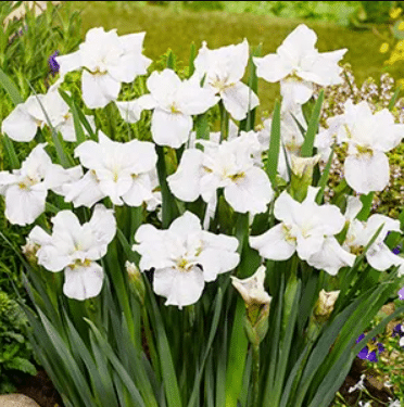 Siberi valge iiris