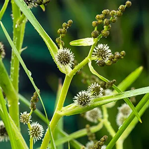 Sparganium erectum 2 Sparganium erectum - Pilt 2