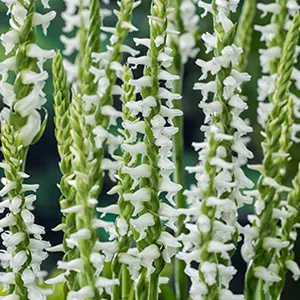 Spiranthes c. Chadds Ford