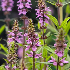 Stachys palustris