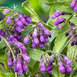 Symphytum officinale