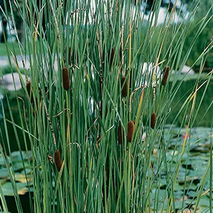Typha laxmannii