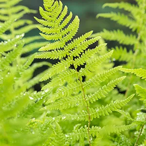Thelypteris palustris