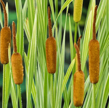 Typha latifolia ‘Variegatus’