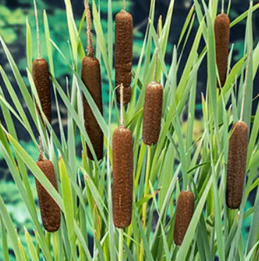 Typha latifolia