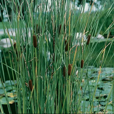 Typha laxmannii