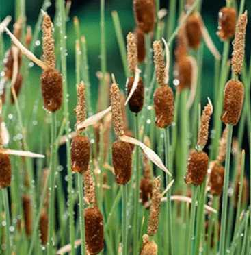 Typha minima