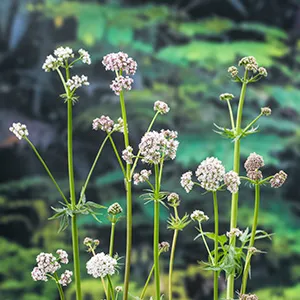Valeriana officinalis