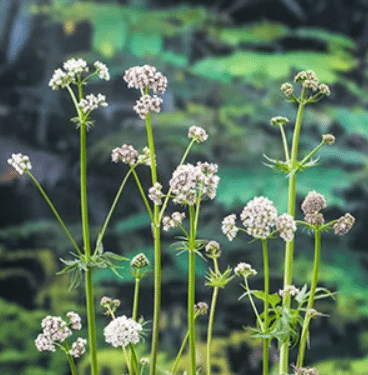 Valeriana officinalis