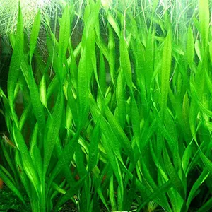 Vallisneria gigantea