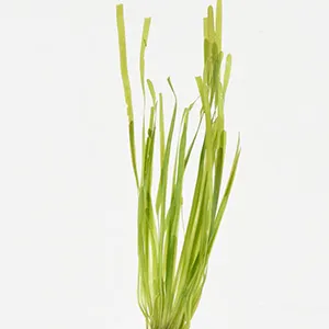 Vallisneria spiralis
