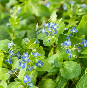 Veronica beccabunga