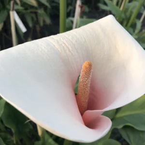 Zantedeschia aeth. Pink