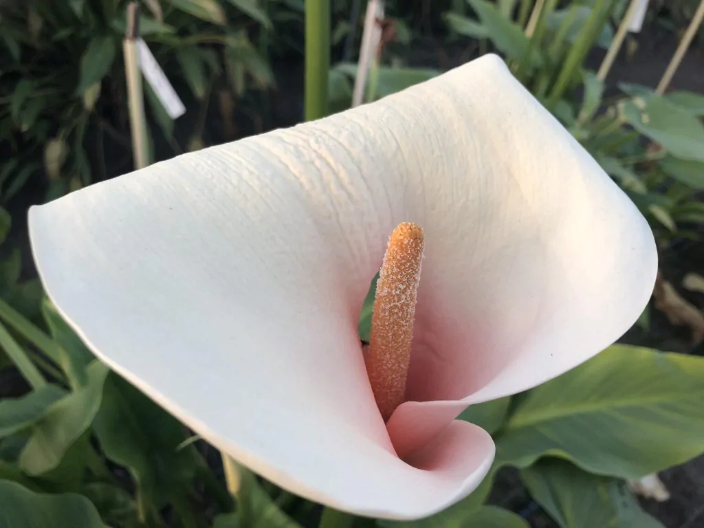 ZANTEDESCHIA AETHIOPICA roze diva 2