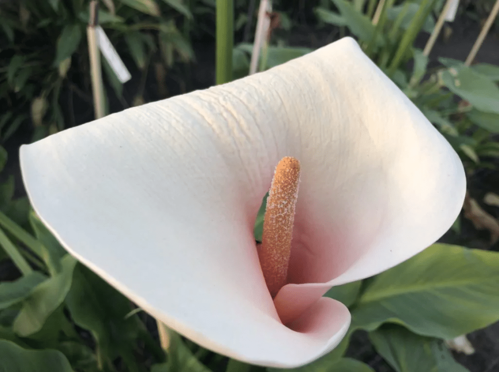 Zanteschia aethiopica Pink