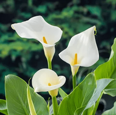 Zanteschia aethiopica