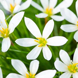 Zephyranthes candida