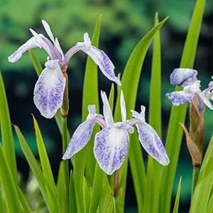 Iris laevigata Mottled Beauty