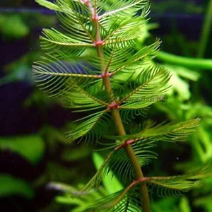 Myriophyllum spicatum