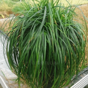 Carex Ribbon Falls