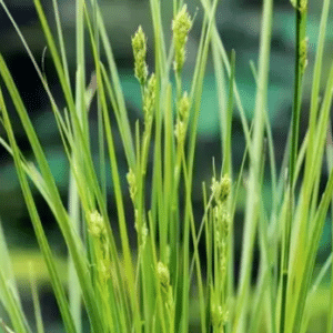 Carex brunnea Magic Green