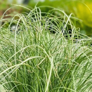 Carex comans Frosted Curls